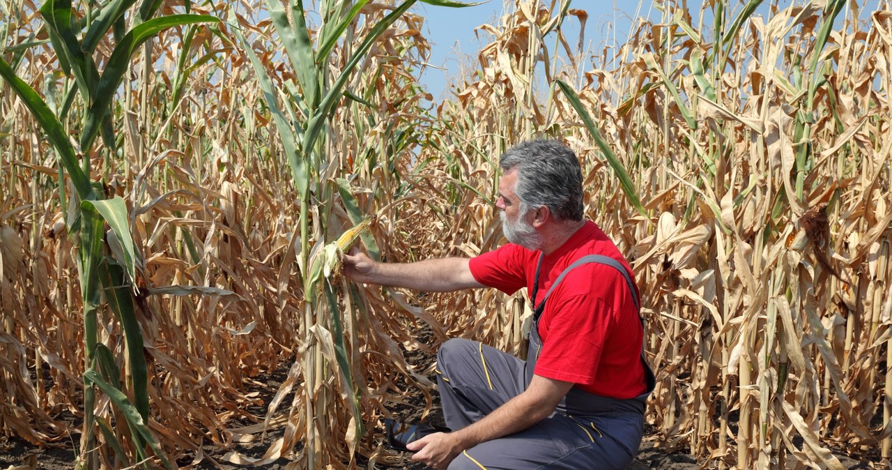Niemieccy rolnicy wciąż odczuwają skutki suszy z 2018 roku. Najbardziej poszkodowane gospodarstwa dostały odszkodowanie /123RF/PICSEL