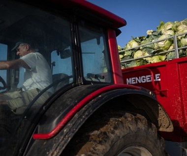 Niemiecka kapusta zalewa polskie supermarkety. Tak się tłumaczą 