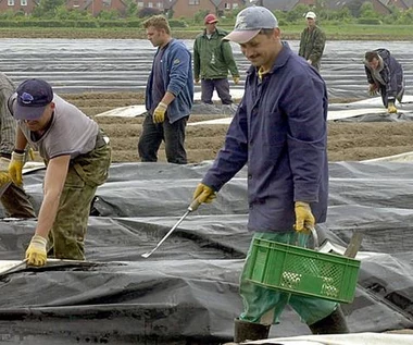 Niemiecka prasa: Czy płaca minimalna uderzy w pracowników sezonowych z Polski?