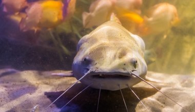 Niemiecki biolog sprowadził suma do Hiszpanii. Potem zaczęły się kłopoty