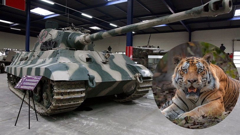 Niemiecki czołg zwano Tygrysem Królewskim, czyli błędnie (fot. Media Drum) /RaMa /Wikipedia