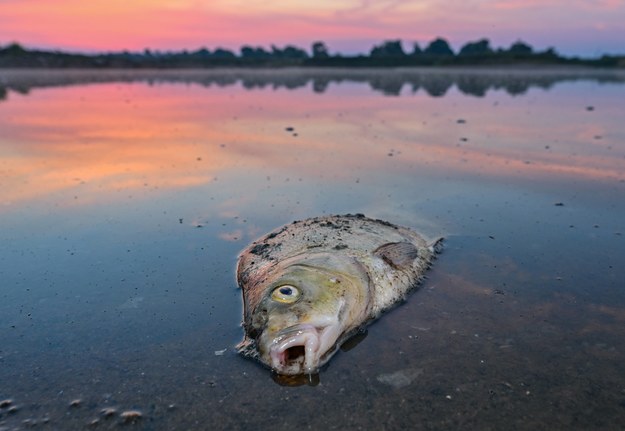 Niemiecki Instytut Rybactwa Śródlądowego szacuje, że zginęło od 25 do 50 proc. ryb w Odrze /PATRICK PLEUL  /PAP/DPA