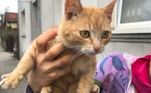 Niemiecki powiat wprowadził godzinę policyjną... dla kotów