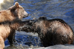 Niemieckie media o wycince drzew w Bieszczadach: Czy niedźwiedzie przetrwają?
