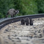 Niemieckie miasto stało się obiektem inwazji. Największej jaką znamy