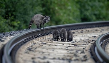 Niemieckie miasto stało się obiektem inwazji. Największej jaką znamy