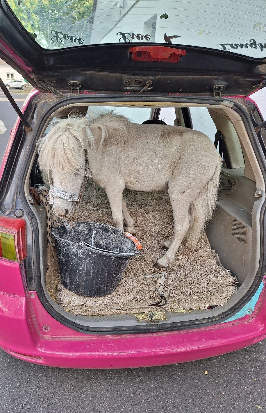 Niemieckie służby opublikowały zdjęcie kucyka, którego właścielka chciała przewieźć samochodem osobowym /Polizei Aachen /