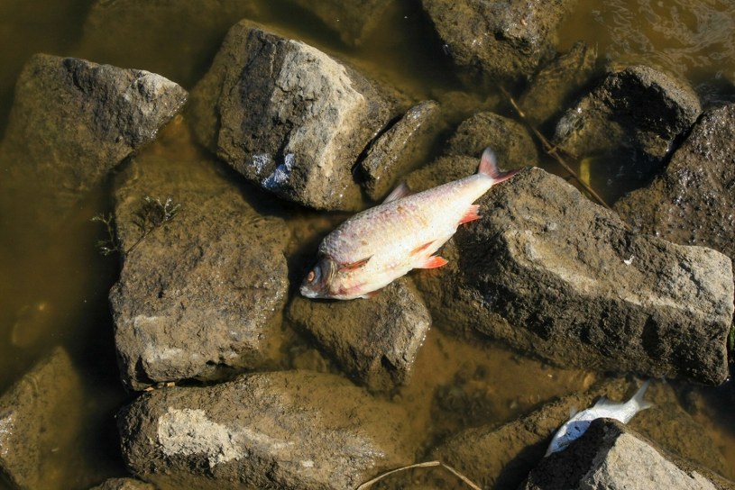Niemieckie władze wykryły w skażonej Odrze gigantyczne ilości toksycznej rtęci /Marek Ciak /East News