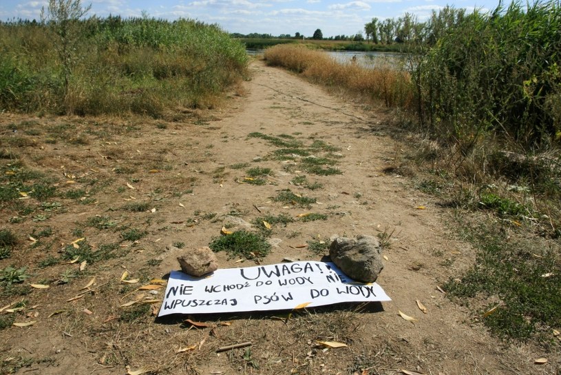 Niemieckie władze zaapelowały do Polski o lepszą współpracę ws. katastrofy ekologicznej na Odrze /East News