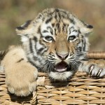 Niemieckie zoo uśpiło trzy tygrysiątka. Matka nie chciała ich wychowywać