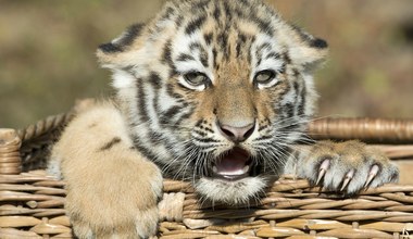 Niemieckie zoo uśpiło trzy tygrysiątka. Matka nie chciała ich wychowywać