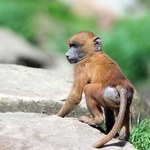 Niemieckie zoo zabiło 12 pawianów. Ciała rzucili na pożarcie drapieżnikom
