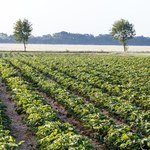 Niemka zatrudnia Polki i Rumunki. Chce zmian, aby płacić im mniej