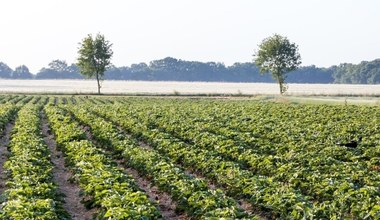 Niemka zatrudnia Polki i Rumunki. Chce zmian, aby płacić im mniej