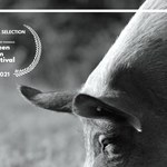 "Nienachalna filmowa medytacja". "Gunda" przedpremierowo na BNP Paribas Green Film Festival