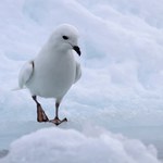 Nieoczekiwane burze sprawiły, że ptaki nie mogły wrócić na Antarktydę