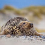 Nieoczekiwany drapieżnik atakuje delfiny w Europie. Pierwszy taki wypadek