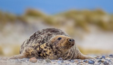 Nieoczekiwany drapieżnik atakuje delfiny w Europie. Pierwszy taki wypadek
