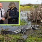 Nieoczekiwany finał pościgu za nietrzeźwym kierowcą. Aligator zastępcą roku