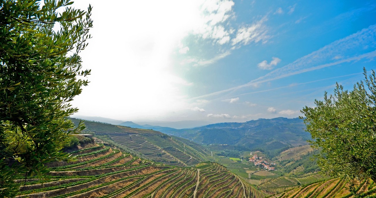 Nieodłączny element malowniczego portugalskiego krajobrazy stanowią winnice. Również w takich okolicach będzie przebiegał nowy szlak okrężny. /123RF/PICSEL