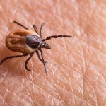 choroby Niepokojąca choroba przenoszona przez kleszcze. Przechodzi na nas z zajęcy