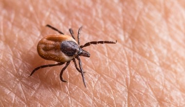 Niepokojąca choroba przenoszona przez kleszcze. Przechodzi na nas z zajęcy