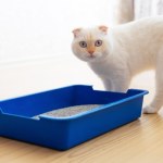 Niepokojące objawy w kociej kuwecie. Reaguj szybko 