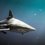 Niepokojące odkrycie naukowców. Zakwaszenie oceanów zagraża rekinom