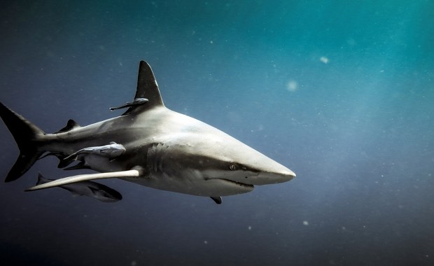 Niepokojące odkrycie naukowców. Zakwaszenie oceanów zagraża rekinom