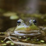 Niepokojące prognozy naukowców. Płazy znikają z polskiego krajobrazu