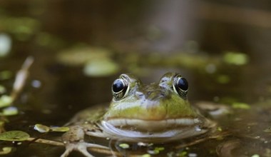 Niepokojące prognozy naukowców. Płazy znikają z polskiego krajobrazu