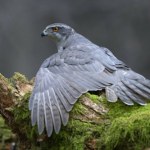 Niepokojące wieści w sprawie polskich ptaków drapieżnych. Co się dzieje?