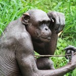 Niepokojące zachowania szympansów w magdeburskim zoo 