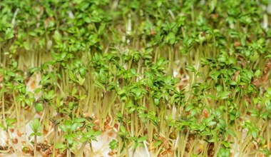 Niepozorna roślina pomaga zbijać cukier i hamuje napady głodu. Szkoda, że jemy ją głównie na Wielkanoc  