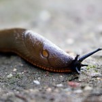 Niepozorne bezkręgowce. Żerują na polach i w ogrodach. Jest na nie sposób