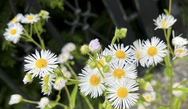 Niepozorne białe kwiaty zagrażają rodzimym ekosystemom. Jak je rozpoznać? 