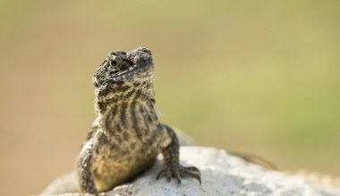 Niepozorny gad groźnym gatunkiem inwazyjnym. Za oceanem jest wszędzie