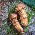 Niepozorny grzyb rośnie w polskich lasach. A jednak jego cena zwala z nóg