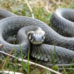 Niepozorny mieszkaniec polskich lasów. Sprawdź, jak wygląda życie zaskrońca