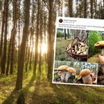 Nieprawdopodobne znalezisko w polskich lasach w maju. Zebrali pełny koszyk