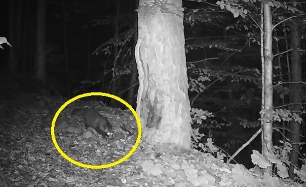 Nieproszony gość w Tatrach. Fotopułapka uchwyciła jenota FILM