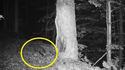 Nieproszony gość w Tatrach. Fotopułapka uchwyciła jenota FILM