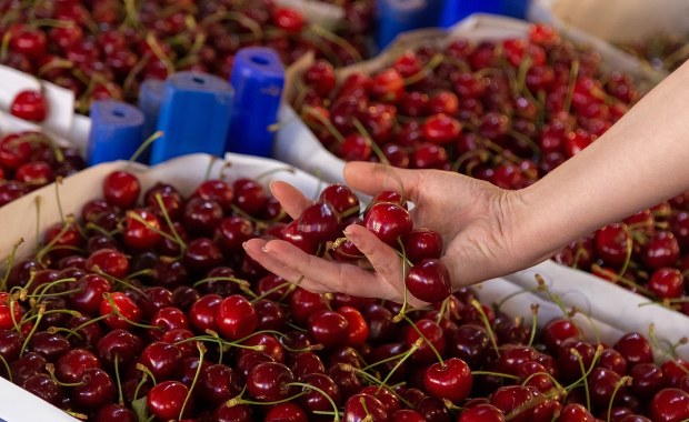 "Niepryskane" czereśnie najbardziej toksyczne? Znamy wyniki badań na obecność pestycydów 