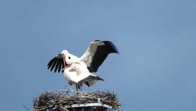 Nieprzewidywalne bociany nie chcą wracać do Polski