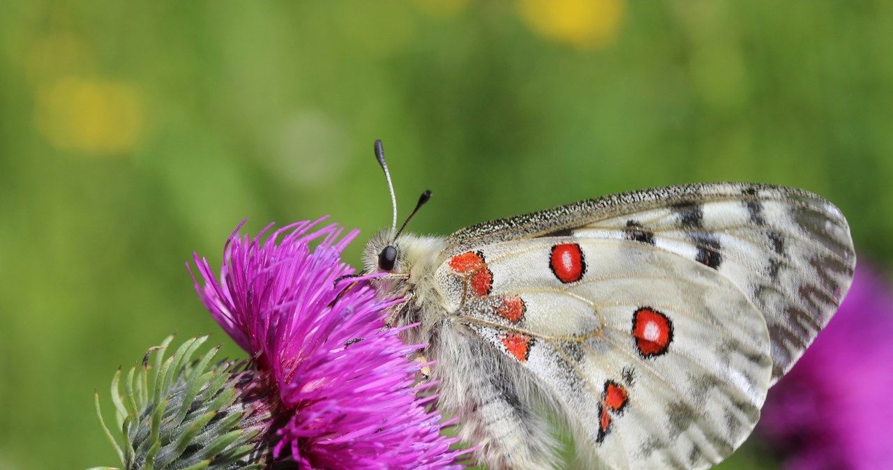 Niepylak apollo (łac. Parnassius apollo) to wyjątkowy motyl, który niemal całkowicie zniknął z polskich krajobrazów /Björn S... /CC BY-SA 2.0