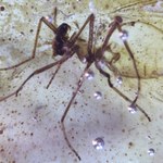 Niesamowite, co znaleźli we wnętrzu bursztynu. Pierwsze podobne znalezisko