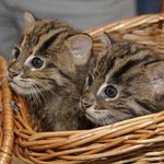 Niesamowite kotki przyszły na świat w Polsce. Gdy dorosną, uciekną do wody