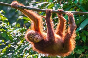 Niesamowite podobieństwa między orangutanami i ludźmi