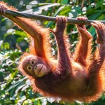 Niesamowite podobieństwa między orangutanami i ludźmi