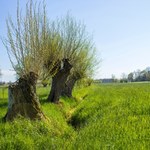 Niesamowite właściwości wierzby. Wywar z kory zastąpi popularny lek
